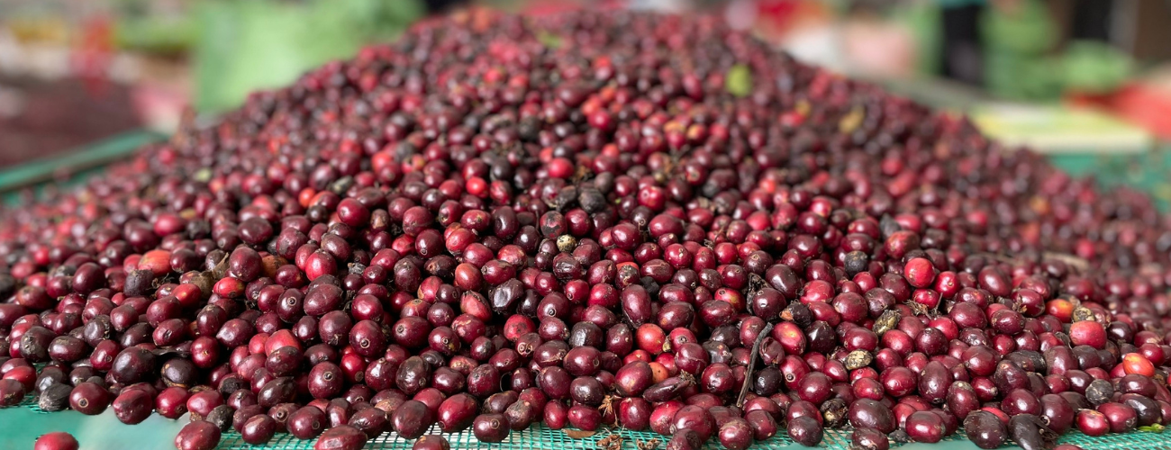 best coffee in india